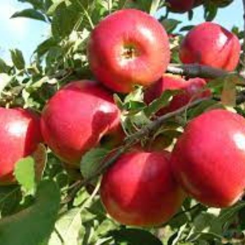 Apple Fruit Plant Manufacturer & Supplier in India